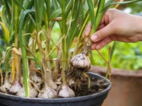 Quando Colher o Alho Plantado em Vaso?
