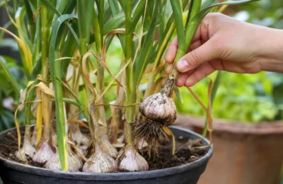 Quando Colher o Alho Plantado em Vaso?
